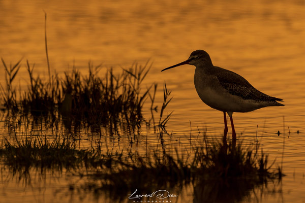 Chevalier sylvain (Tringa glareola) Wood Sandpiper.